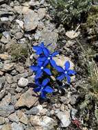 Image of Gentiana terglouensis subsp. schleicheri (Vacc.) Tutin