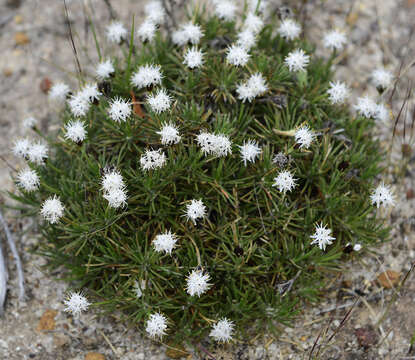 Image of Borya constricta Churchill