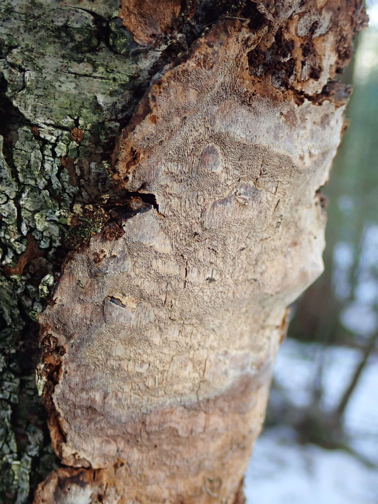 Phellinus laevigatus (P. Karst.) Bourdot & Galzin 1928的圖片