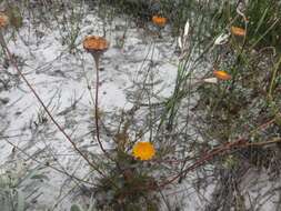 Image of Cotula duckittiae (L. Bolus) K. Bremer & C. J. Humphries