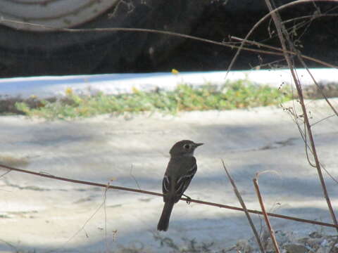 Image of Least Flycatcher