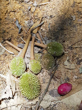 Image of durian