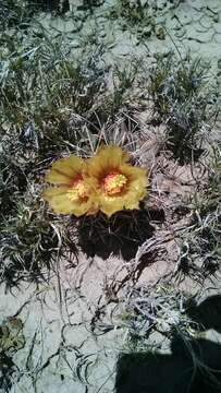 Image of Scheer's beehive cactus