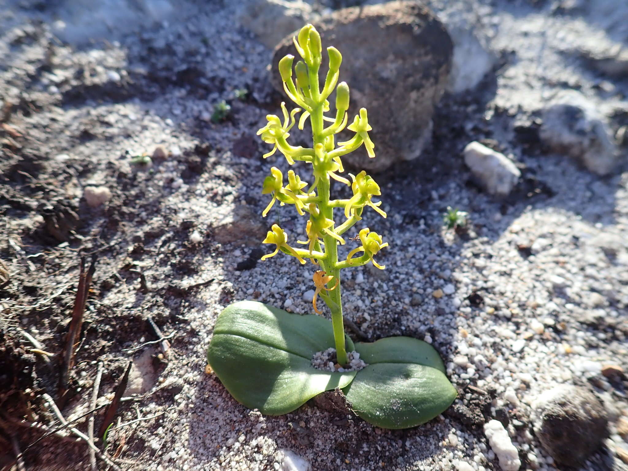 Image of Liparis capensis Lindl.