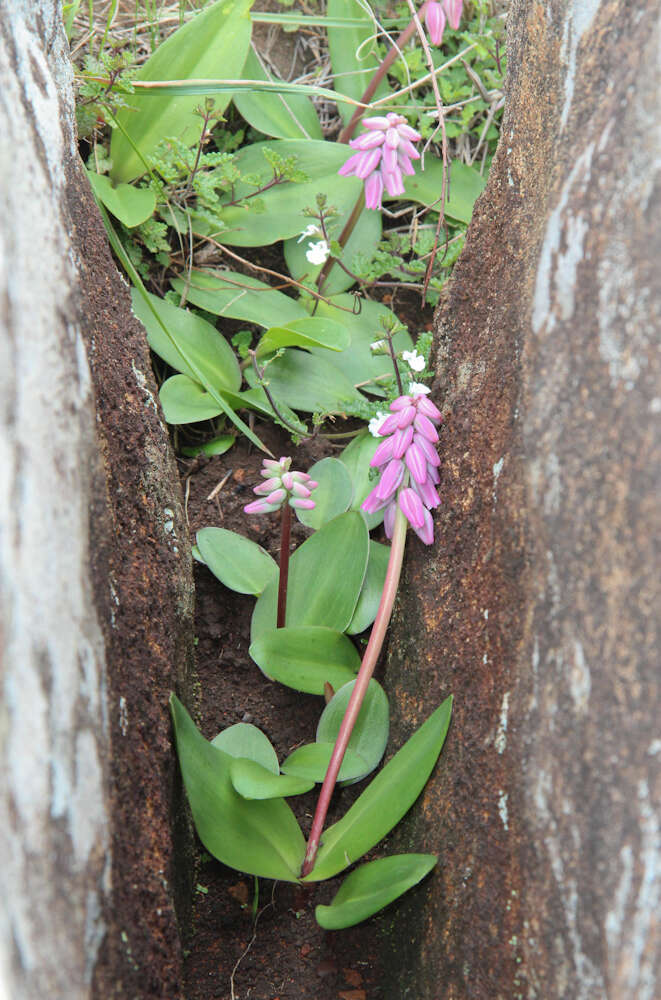 Image de Resnova lachenalioides (Baker) van der Merwe