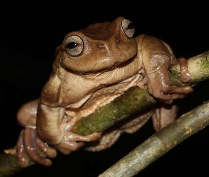 Image of Plectrohyla exquisita McCranie & Wilson 1998