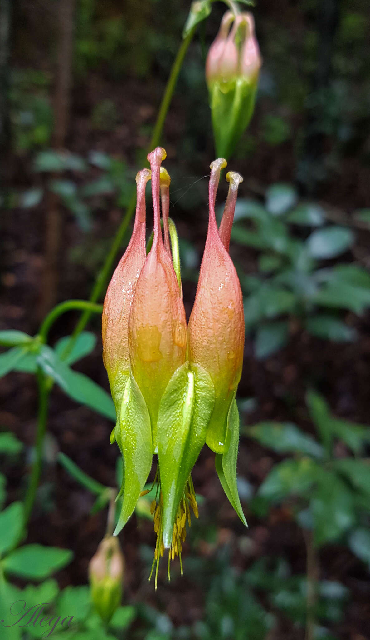 Слика од Aquilegia skinneri Hook.