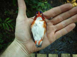 Image of White-bellied Kingfisher