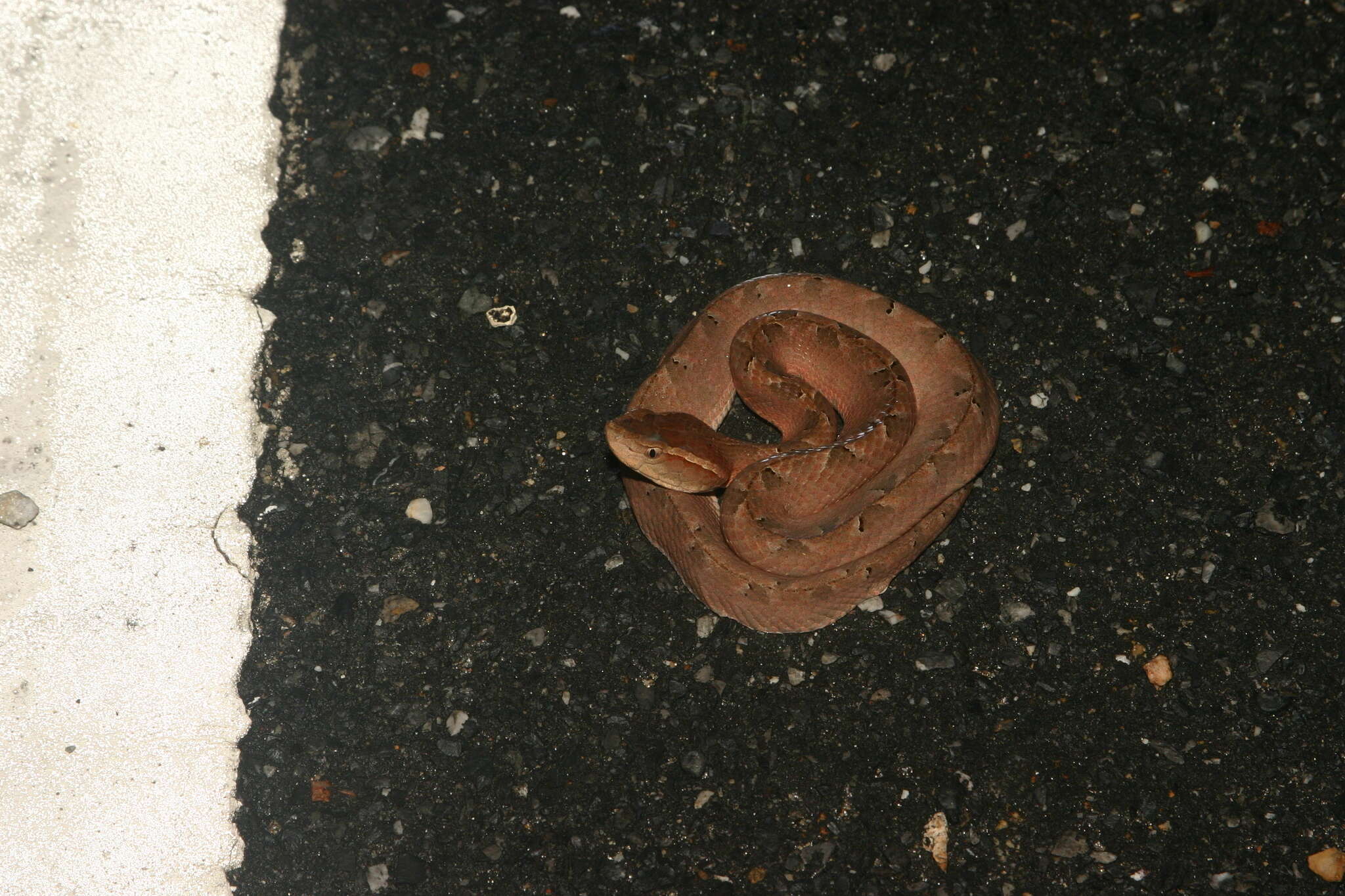 Image of Malayan Pit Viper