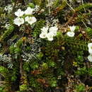 Image of Veronica notialis Garn.-Jones