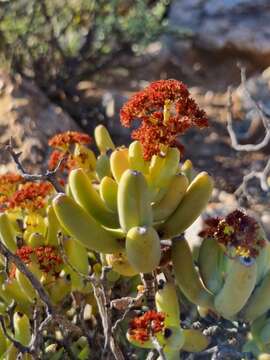 Image of Crassula brevifolia subsp. brevifolia