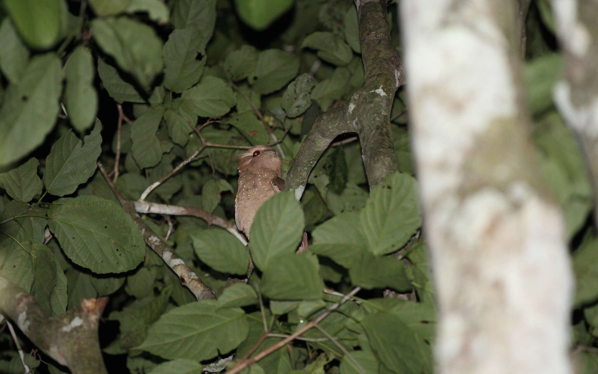 Image of Large Frogmouth