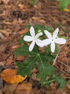 Imagem de Cnidoscolus urens var. stimulosus (Michx.) Govaerts