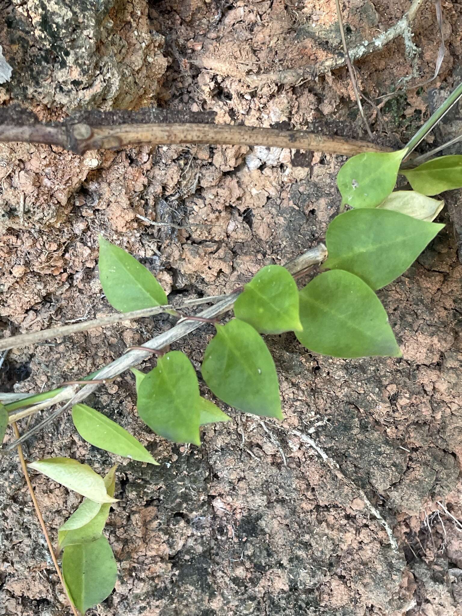 Image de Anredera vesicaria (Lam.) Gaertn. fil.