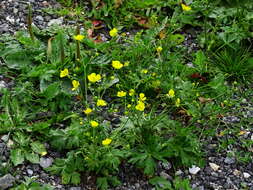 Plancia ëd Ranunculus acris subsp. acris