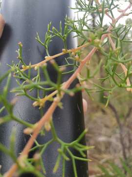 Image of Hakea lissocarpha R. Br.