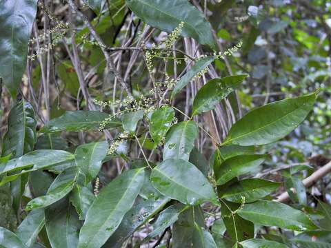 Image of Guioa acutifolia Radlk.