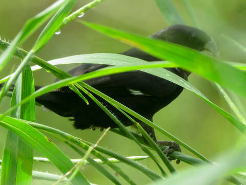 Image of Large-billed Seed Finch