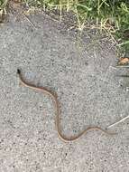 Image of Plains Blackhead Snake