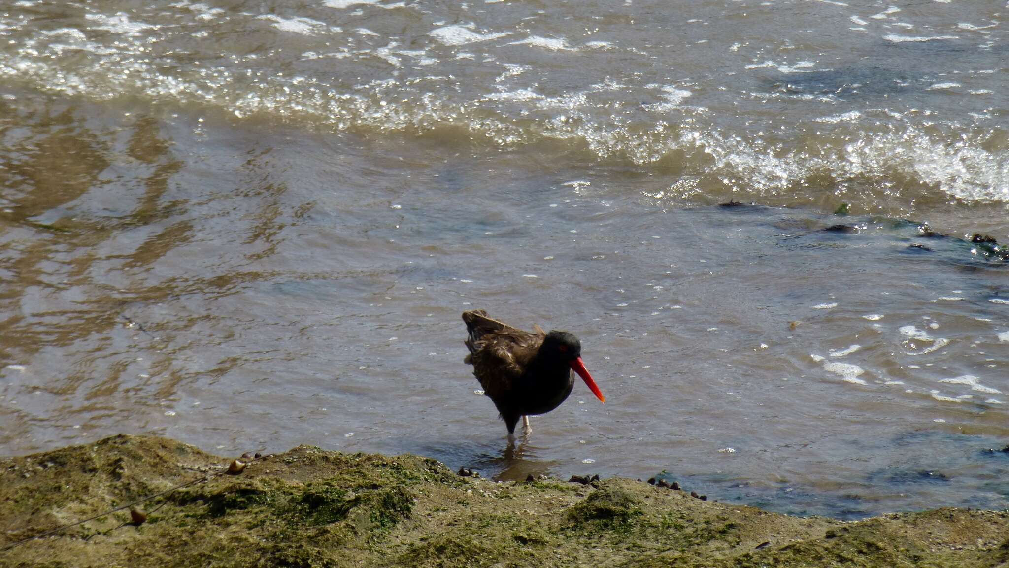 Image of Blackish Oystercatcher