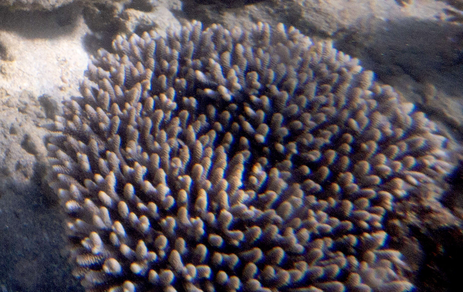 Image de Acropora millepora (Ehrenberg 1834)