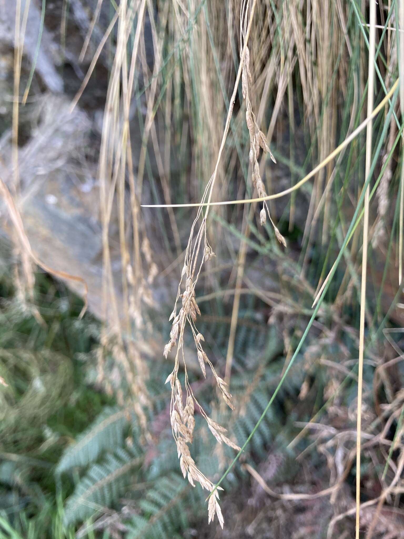 Image of Poa colensoi Hook. fil.