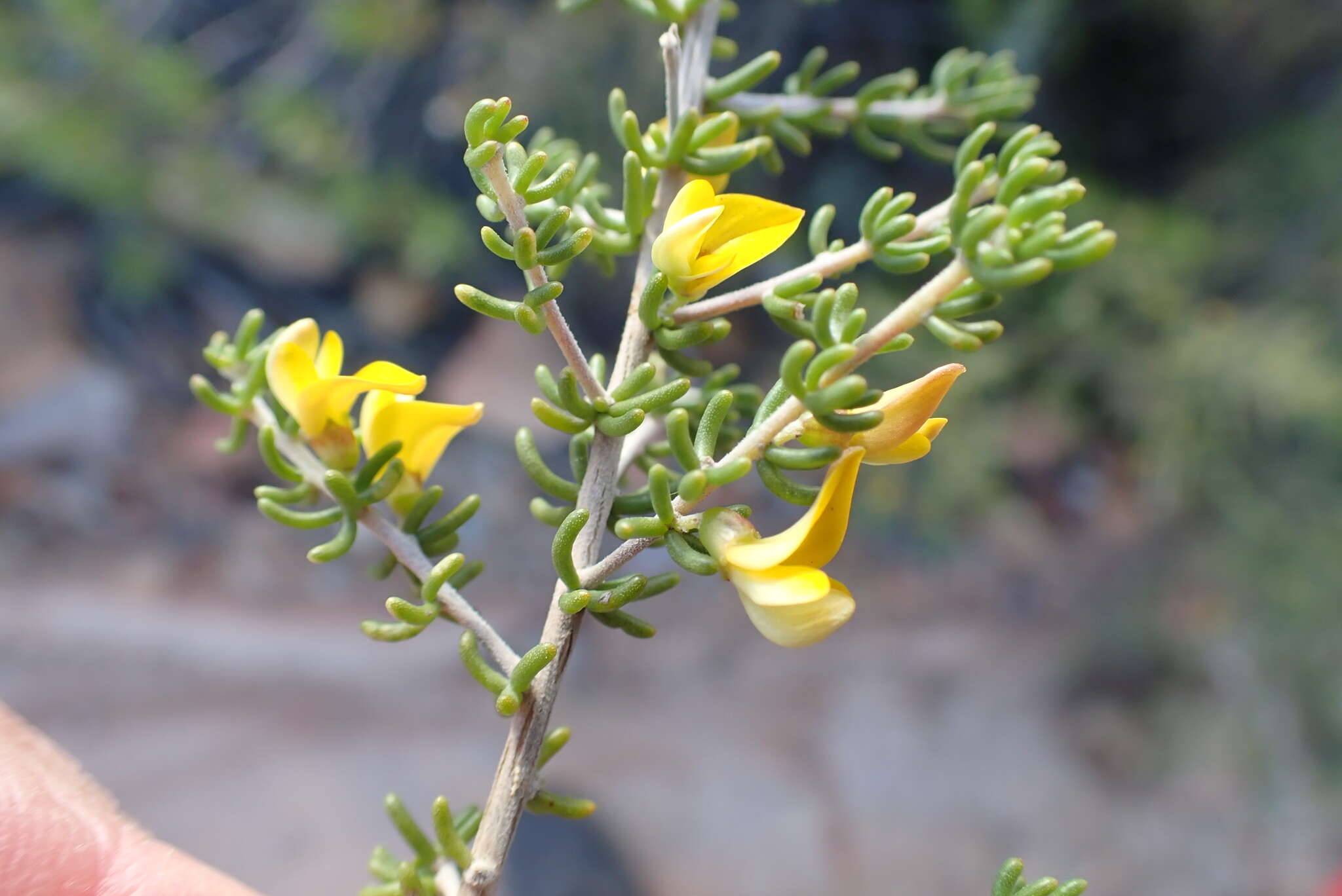 Image of Aspalathus lactea subsp. adelphea R. Dahlgren