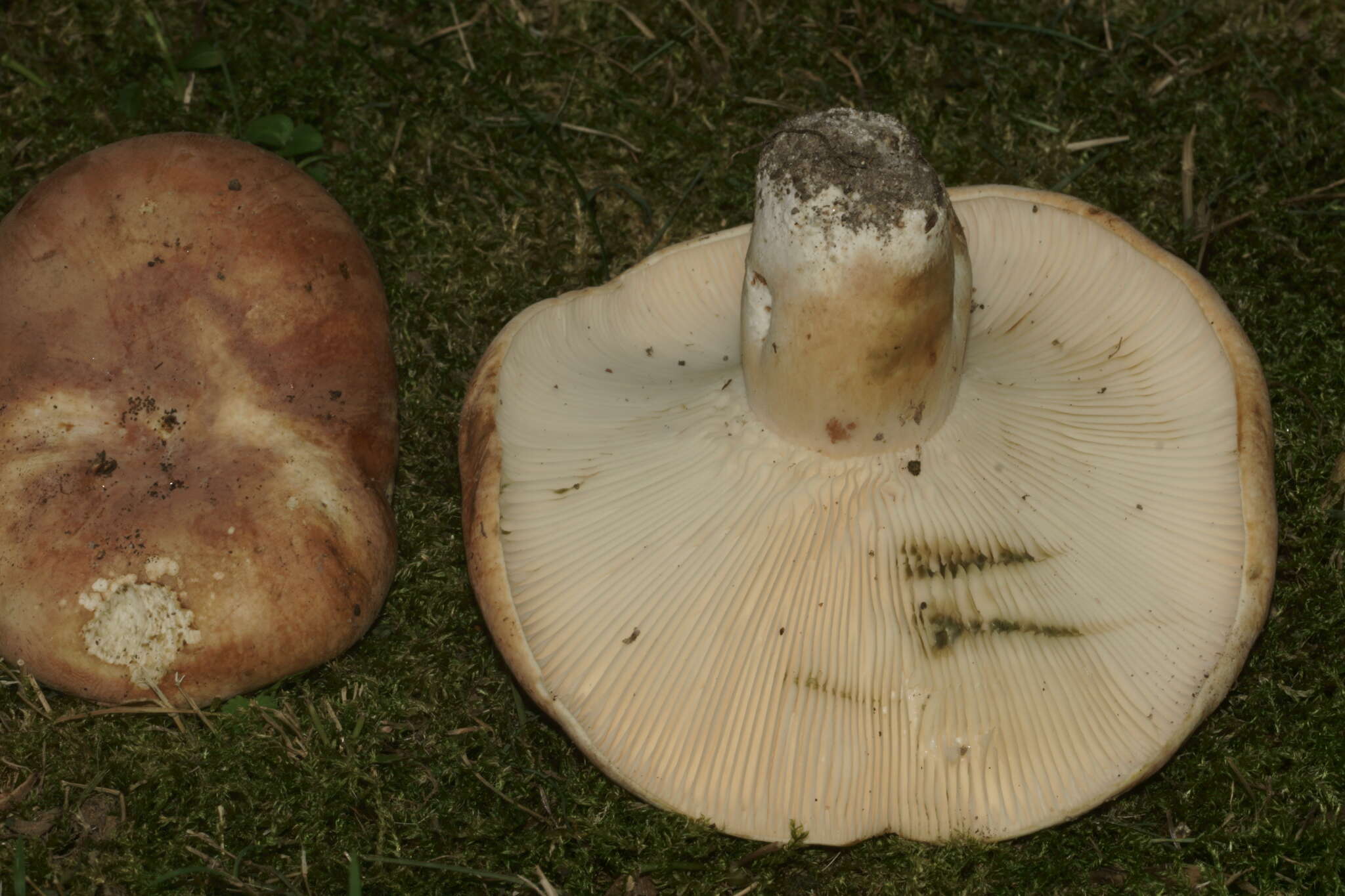 Image of Lactifluus allardii (Coker) De Crop 2012