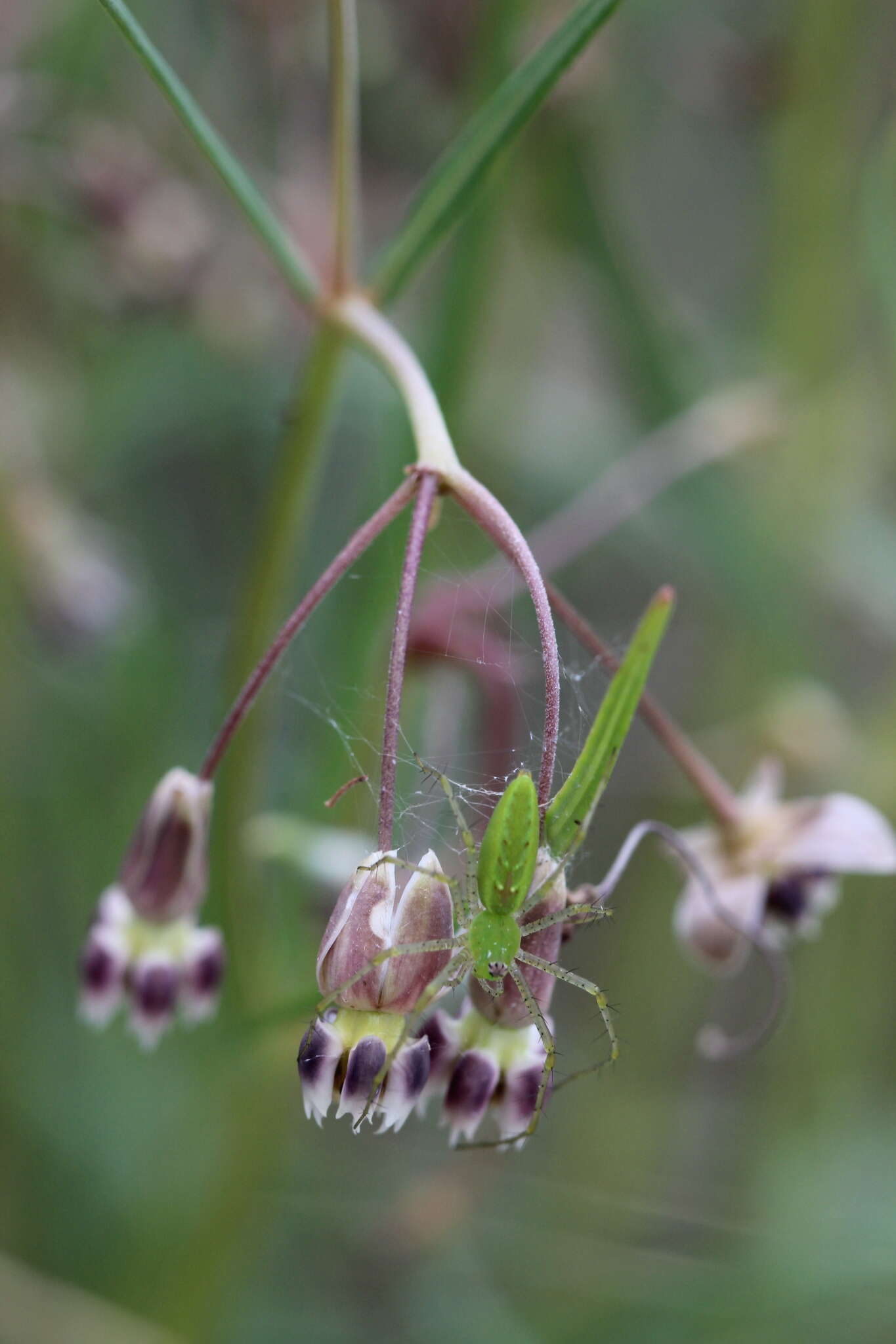 Image of slimpod milkweed