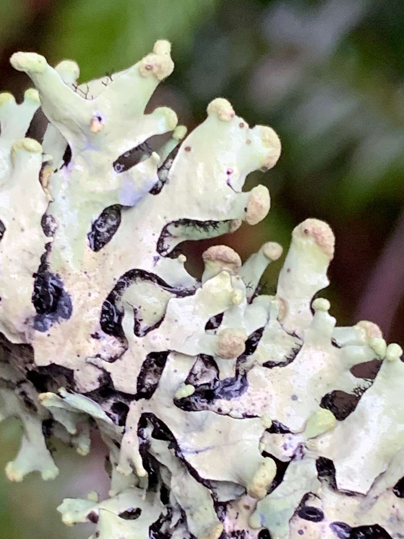 Image of sinuous hypotrachyna lichen