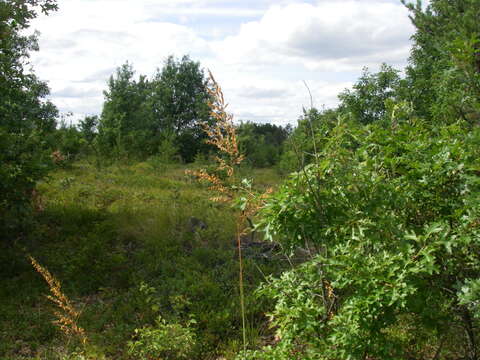 Image of Indiangrass