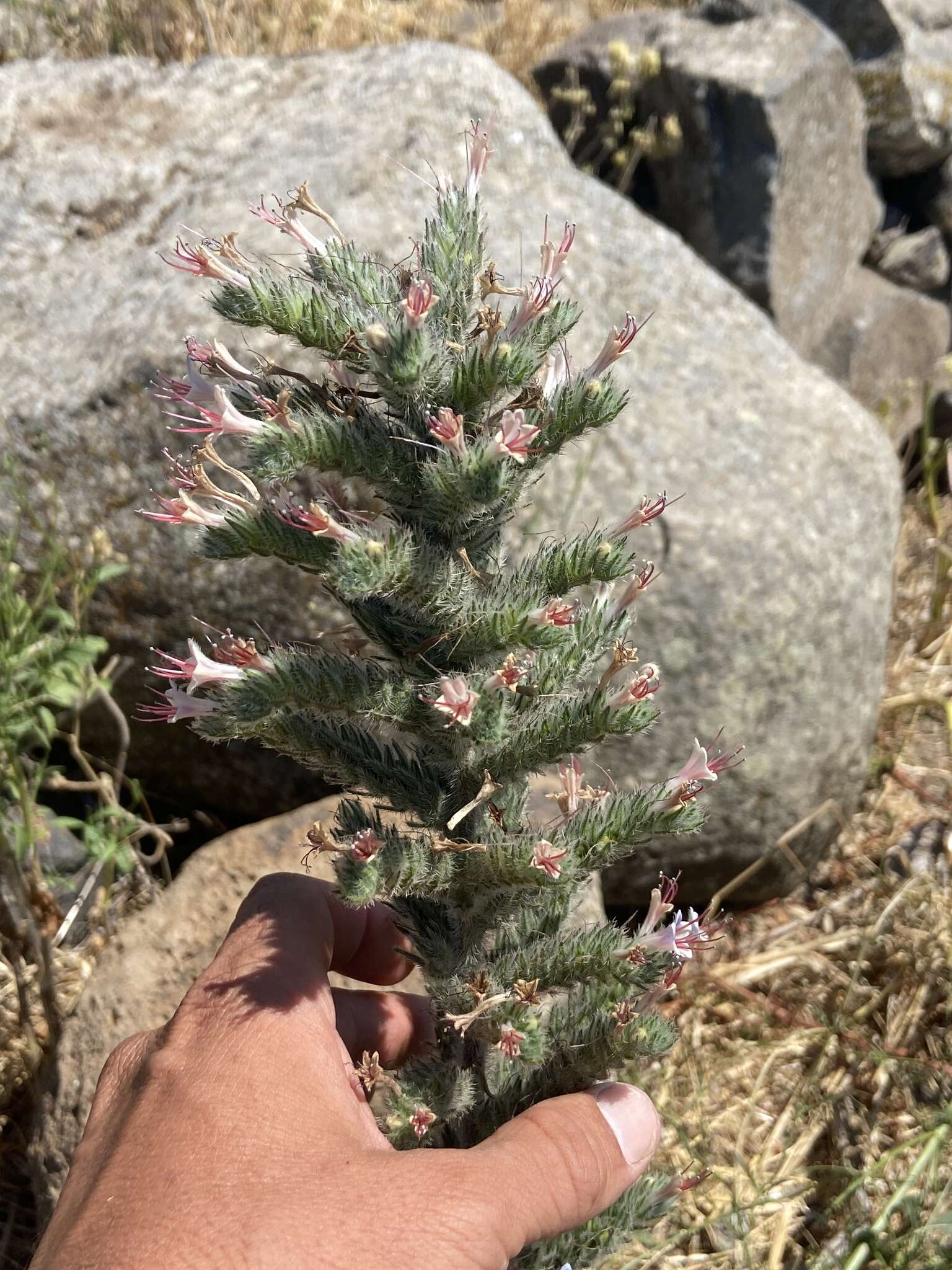 Echium glomeratum Poir.的圖片