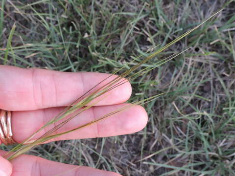 Image of Texas wintergrass