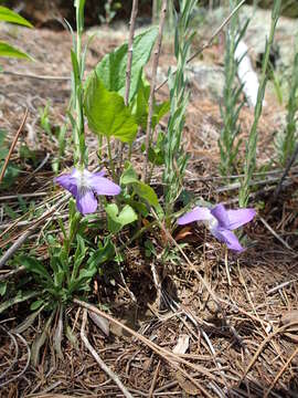 Imagem de Viola novae-angliae House