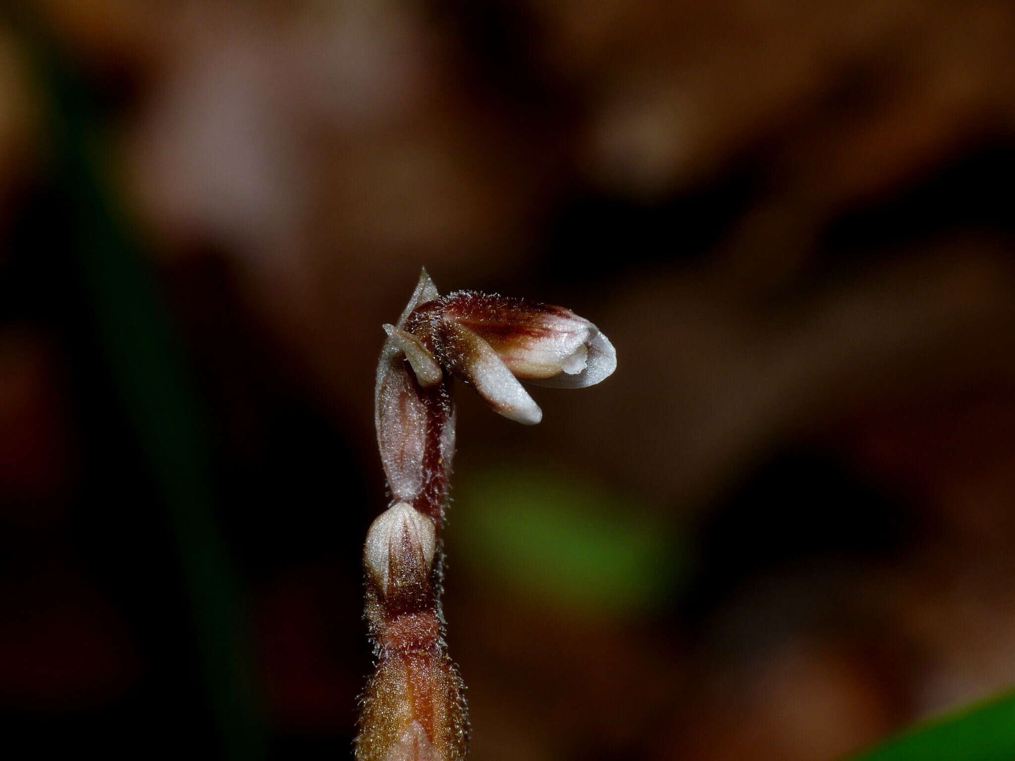 Image de Danhatchia australis (Hatch) Garay & Christenson