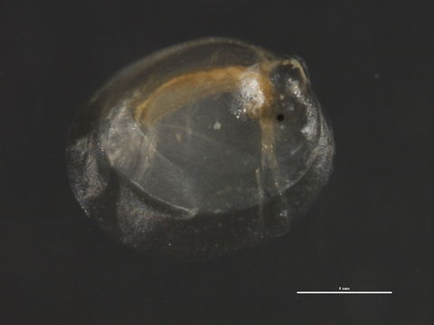 Image of Cyclestheriidae
