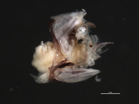 Image of <i>Cantellius secundus</i> (Broch 1931)