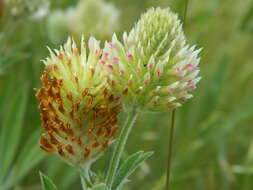 Image de Trifolium plumosum subsp. amplifolium (J. S. Martin) J. M. Gillett