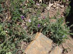 Image de Vicia americana subsp. americana