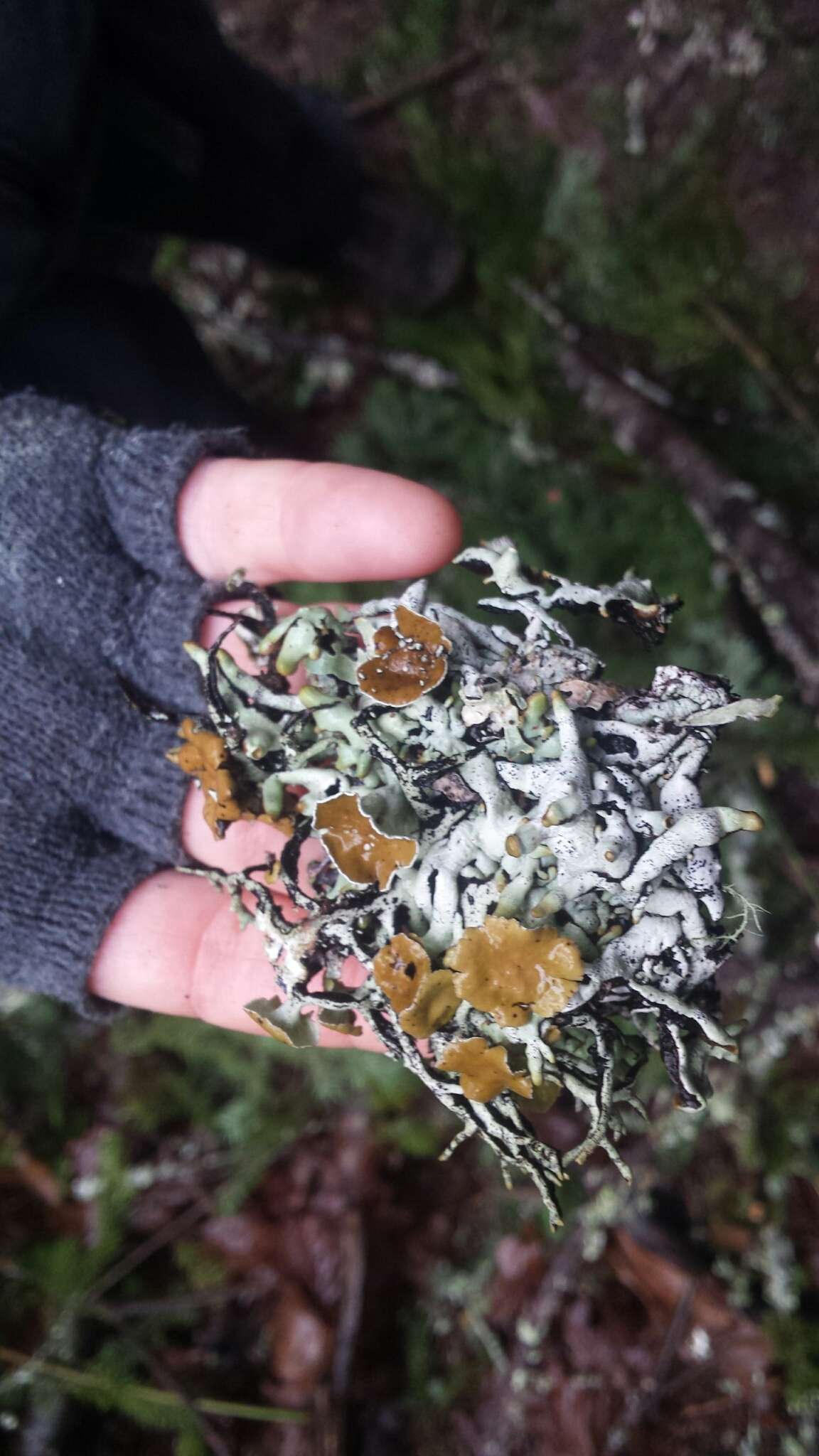 Image of tube lichen