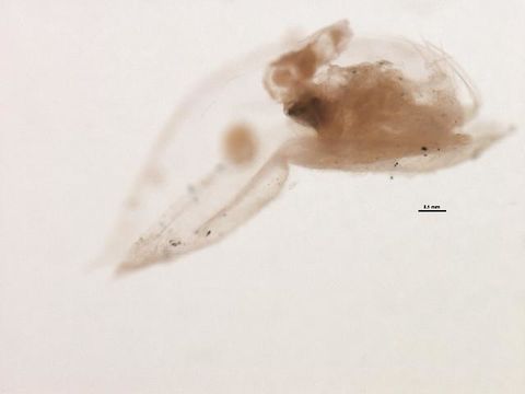Image of Conchoecinae