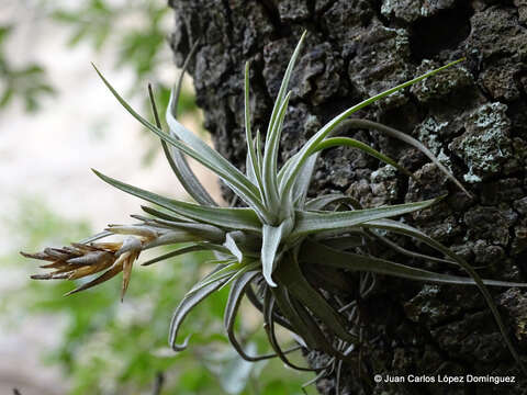 Image of Tillandsia lepidosepala L. B. Sm.