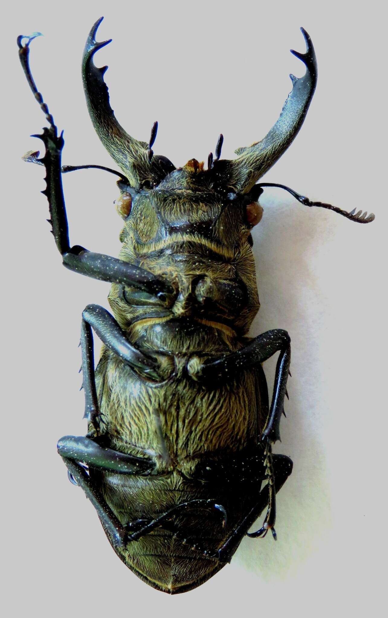 Image of Lucanus sericeus Didier 1925