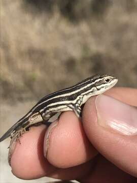 Image of Sierra Curlytail Lizard