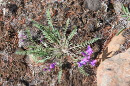 Image of arctic locoweed