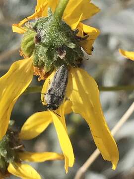 Image of Acmaeodera latiflava Fall 1907