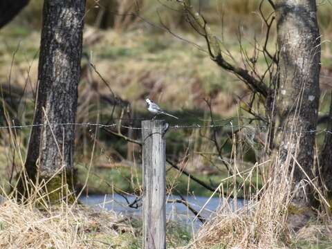 Image of Pied Wagtail and White Wagtail