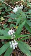 Imagem de Asclepias perennis Walt.