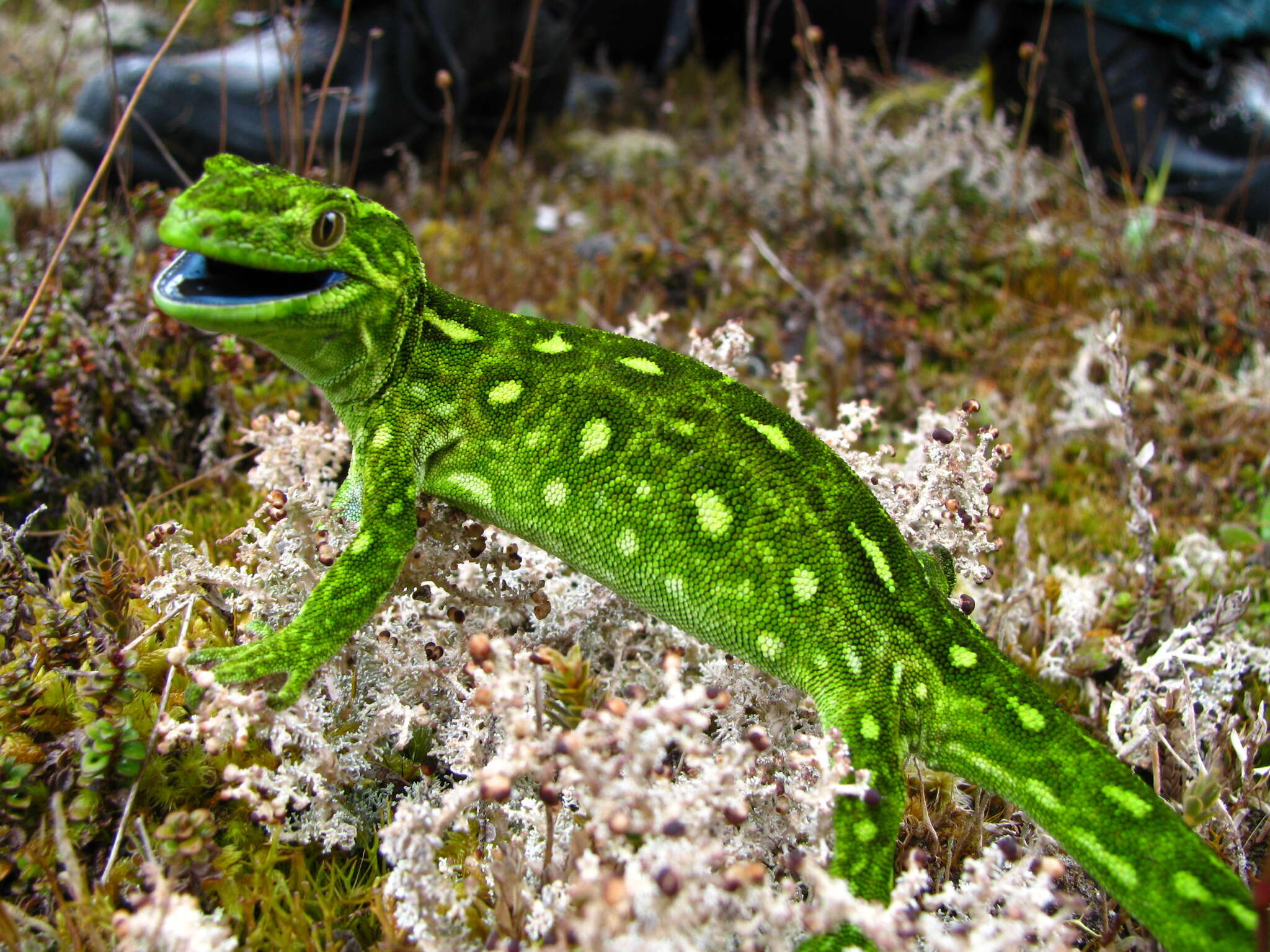 Image of Central Tree Gecko