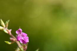 Imagem de Stachys bigelovii A. Gray